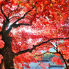 曇り空に紅葉
