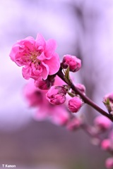 桃