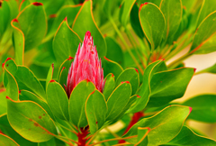 キングプロテア