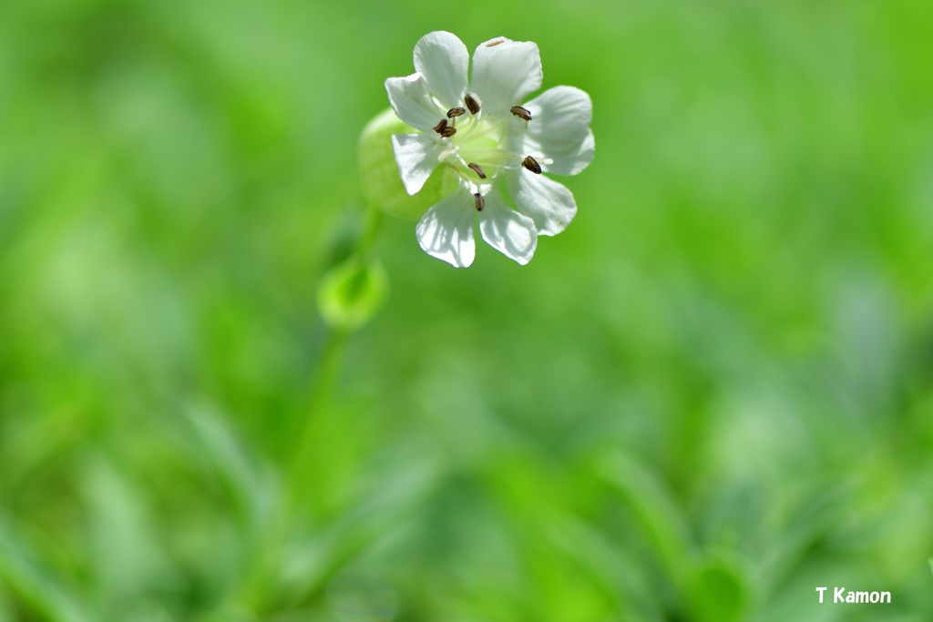 可憐な花々～ハマベマンテマ