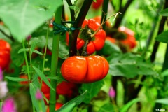 カボチャの型をした花茄子
