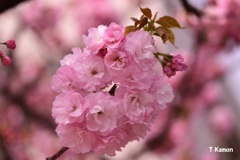 通り抜け八重桜③