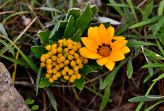 ガザニアとイソギクとアリ