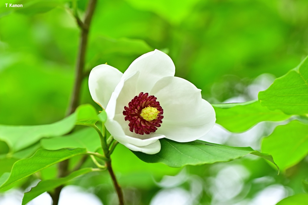 大葉大山蓮華