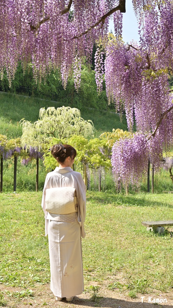 和服には藤の花が良く似合います