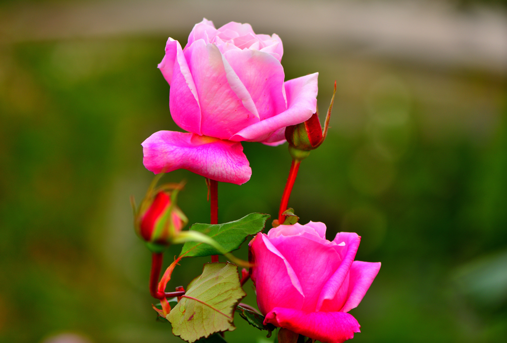 冬の薔薇➓～桃香～