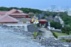 城壁に咲く花