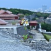 城壁に咲く花
