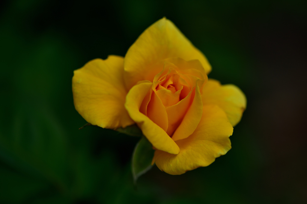 木陰の薔薇