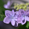 七段花