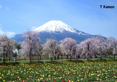 花の都公園