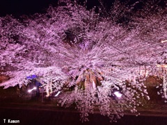 夜桜で遊びました！
