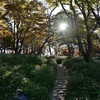 朝日が樹林に