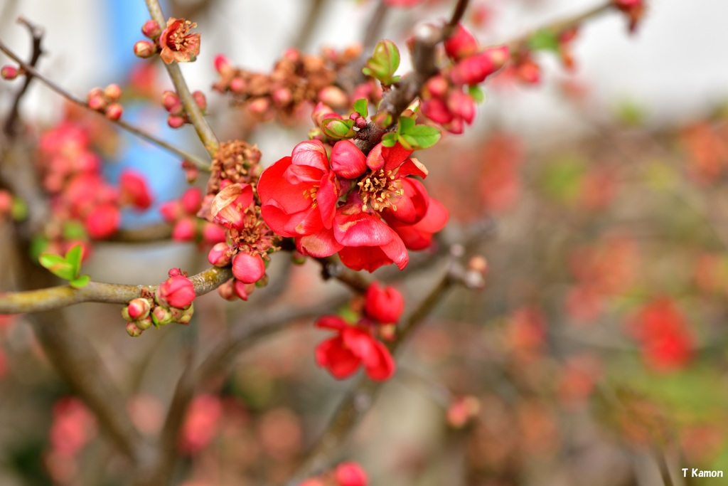 誰が名を付けたのか「ボケの花」