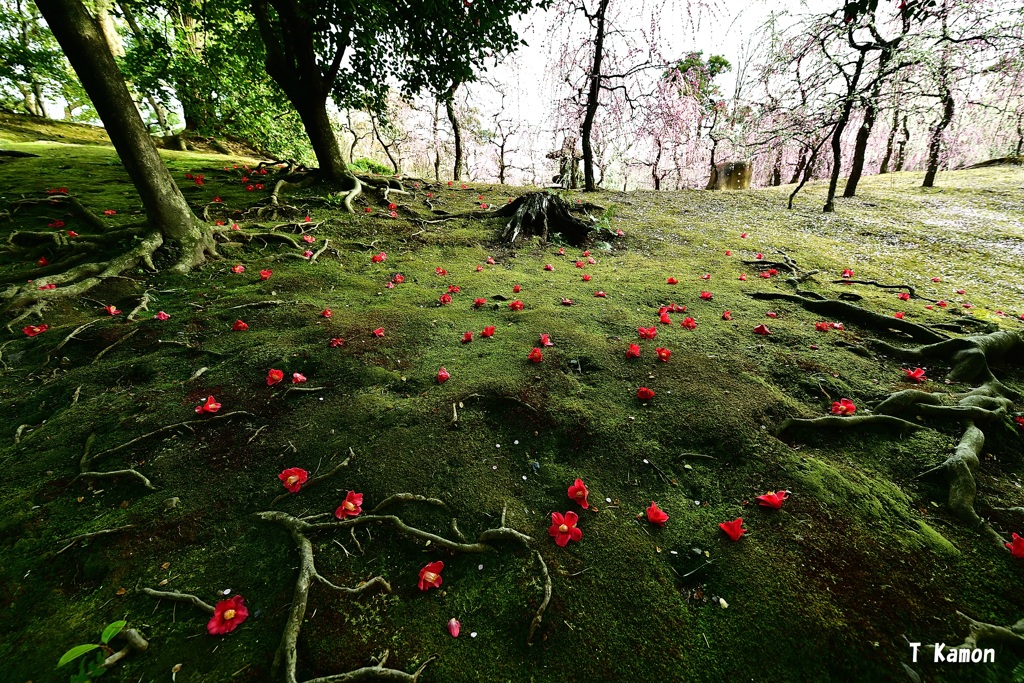 落ち花　Ⅱ