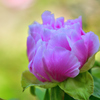 淡いピンクの薔薇？