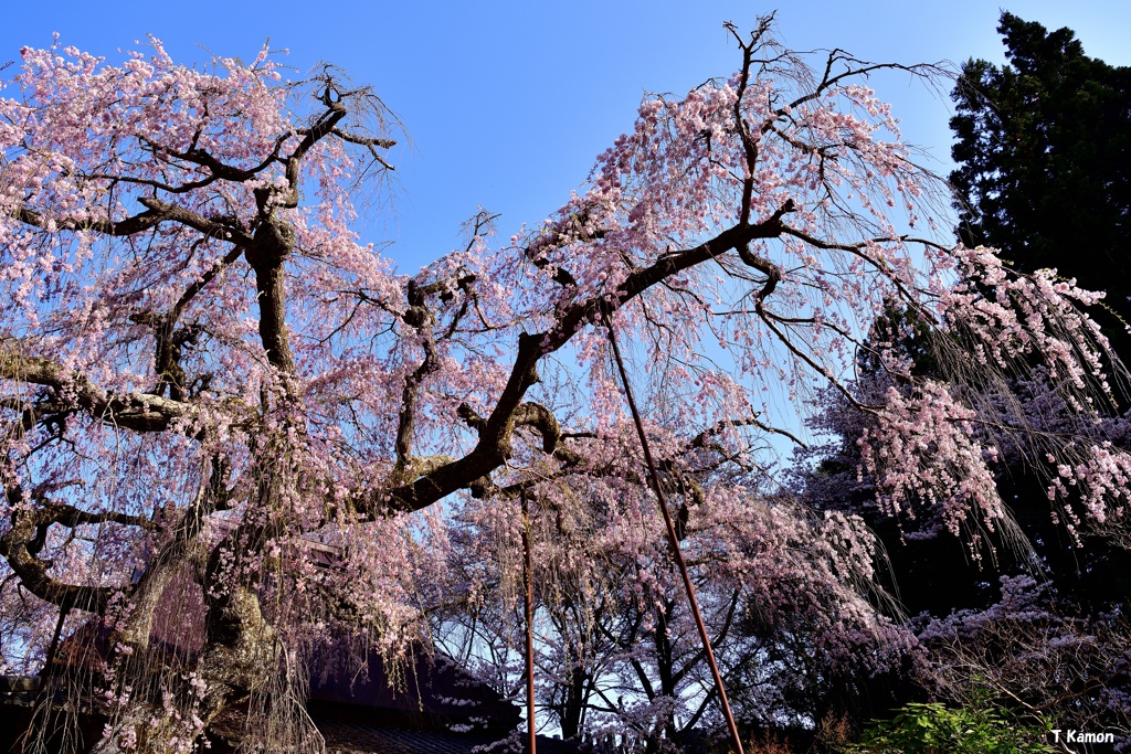 枝垂れ桜～城之山桜③