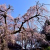 枝垂れ桜～城之山桜③