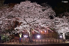 夜桜ⅲ