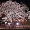 夜桜ⅲ