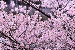 春の花①