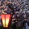 ここの桜は今年見ることが出来ない　ⅳ