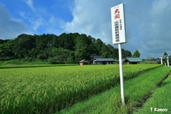 酒米は元気に育っています