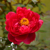 『光る君へ』のオープニングで開花する花は？