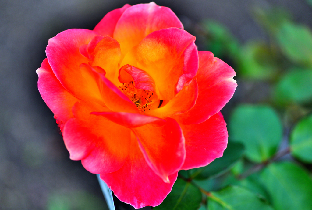 冬の薔薇➒～アンネの思い出～