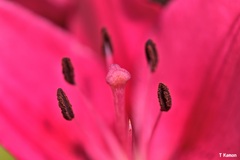 花芯