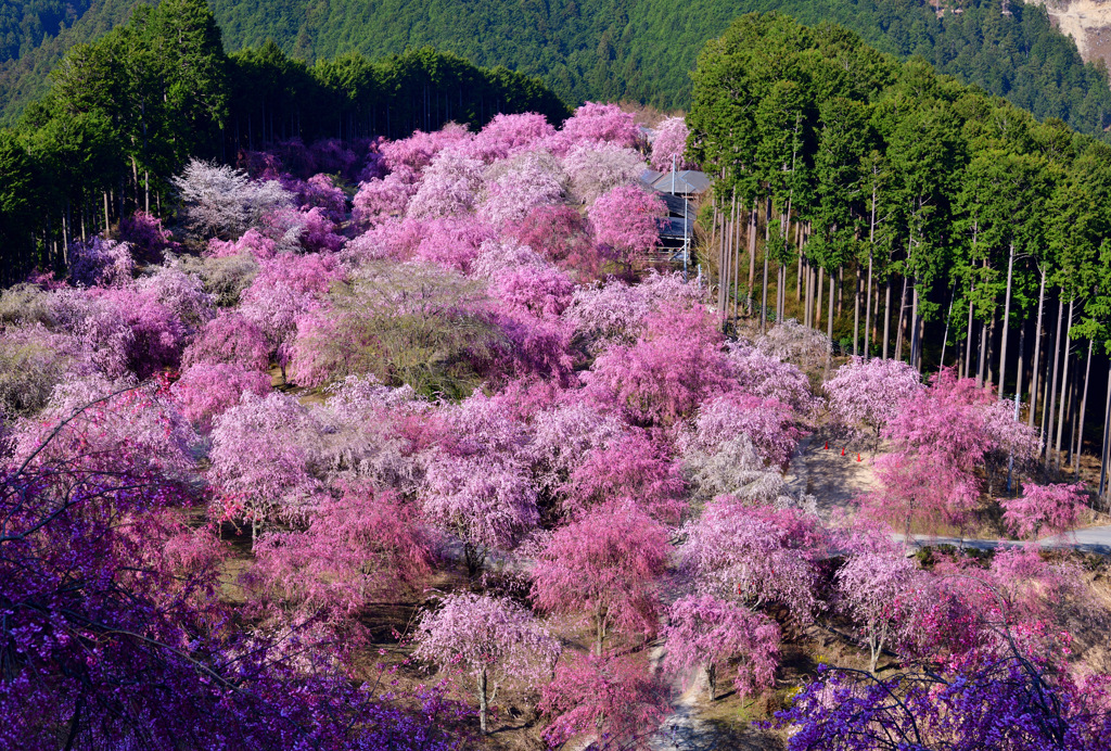 千年の丘～高見の郷～