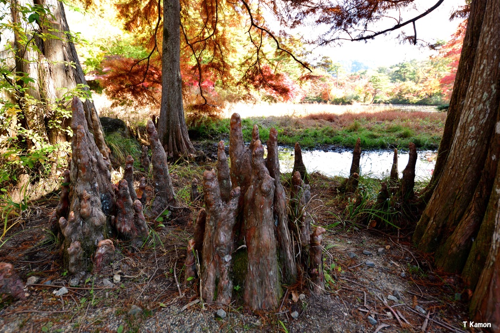 モコモコ・ニョキニョキ