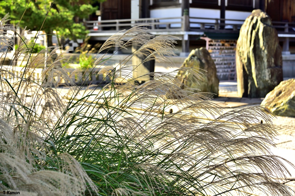 ススキと庭園