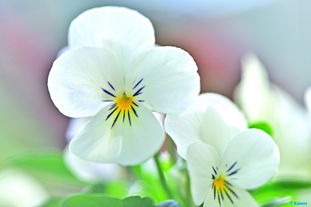 白い花