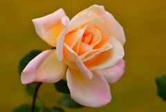 冬の薔薇➍～ミシェル メイアン～