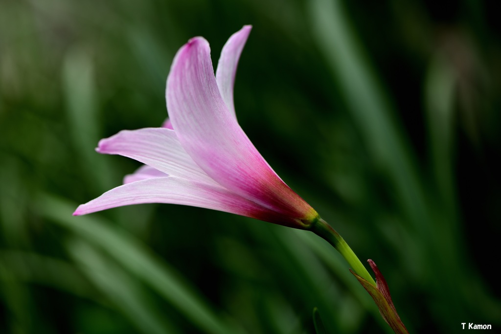 雨が降ると一斉に開花する花