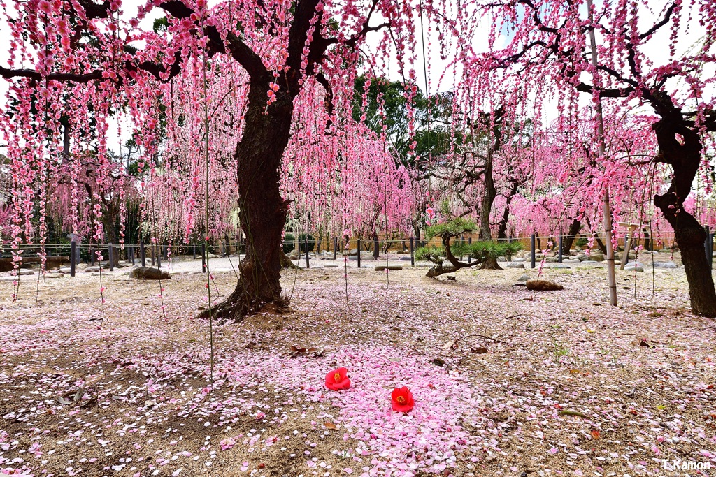 落ち花