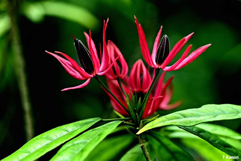 赤と黒の花