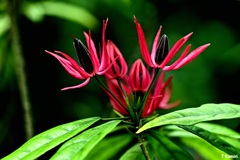 赤と黒の花