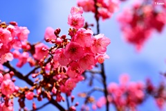 沖縄から来た桜①