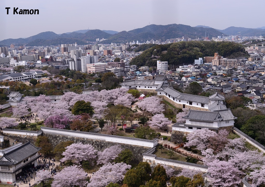 城と桜②