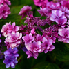 造花の様に