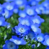 『林を愛する』