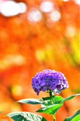 紅葉をバックに初夏の花　紫陽花