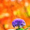紅葉をバックに初夏の花　紫陽花