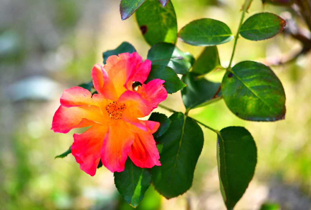 アンネの想い出