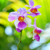 シンガポールの国花