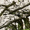 風に吹かれて