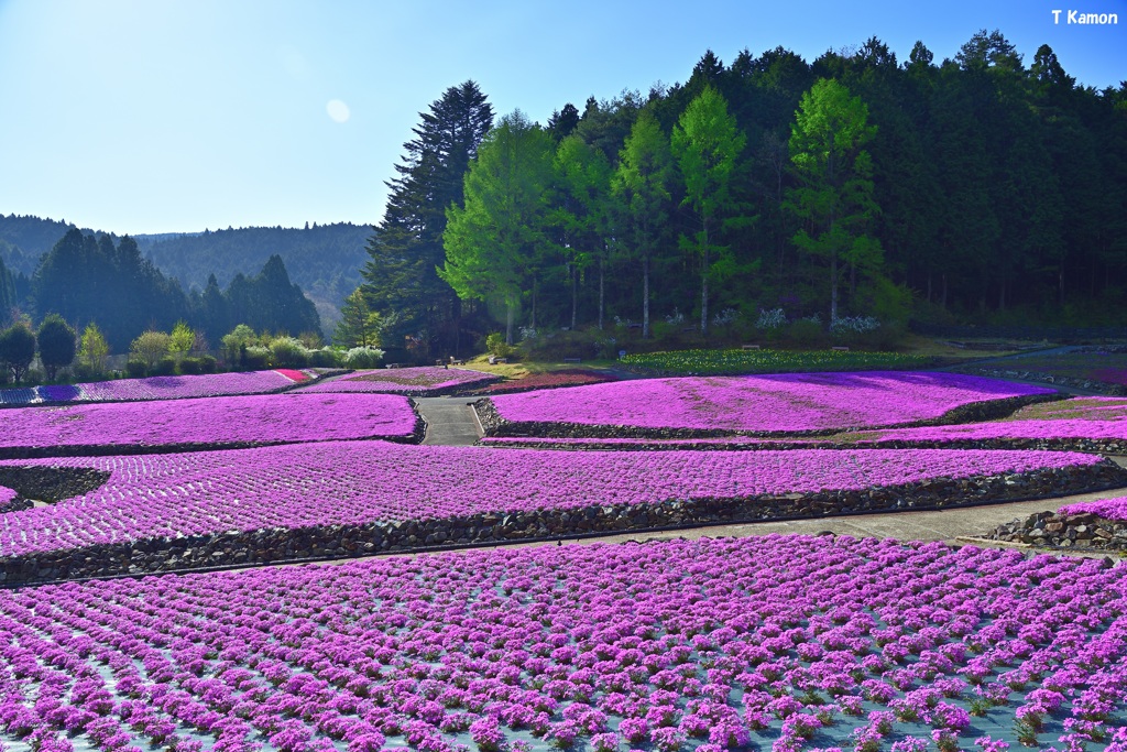 新緑に囲まれた芝桜