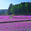 新緑に囲まれた芝桜